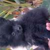Pomeranien thumb 0