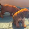 Boerboel thumb 0