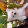 Pomeranien thumb 2