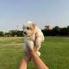 Bichon maltais thumb 9