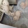 Vend chiots bichon maltais thumb 0