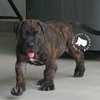 chiots boerboels thumb 3