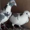 Pigeon à vendre thumb 1