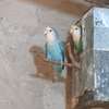Oiseaux exotiques à vendre thumb 3