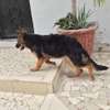 Berger Allemand 4mois dos incliné poil long thumb 1