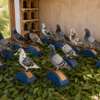 Perchoir pigeon thumb 1