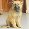 Berger allemand chiot beige clair masque noir doux thumb 0