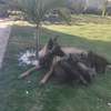 Chiot berger malinois thumb 4