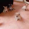 Chiots Chihuahua jeunes variés affectueux loyaux thumb 1