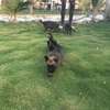 Chiot berger malinois thumb 2