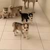 Husky de Siberie thumb 5