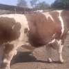 Geniteur montbeliard thumb 0