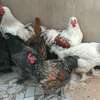 Couple. Poule bramah thumb 2