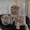 Chaton Scottish british thumb 2