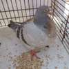PIGEON TEXAN thumb 2