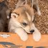 Husky de Siberie thumb 3