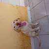 Labrador pure race thumb 7
