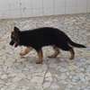 Berger Allemand poil long thumb 0