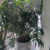 Pots de plantes et plantes thumb 1
