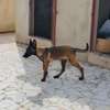 Berger malinois thumb 2