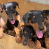 Chiots doberman thumb 2