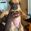Chiot Boerboel thumb 0