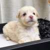 Bichon maltais thumb 0