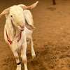 Mouton de tabaski de qualite thumb 8