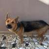 chienne berger allemand pure sang thumb 6