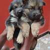 Berger Allemand thumb 0