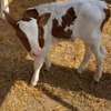 Geniteur holstein rouge. thumb 1