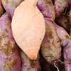Notto agro-fournisseur thumb 7