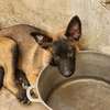 Magnifiques chiots Bergers Belges Malinois charbonnés thumb 2