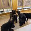 Chiots malinois purs sang thumb 1