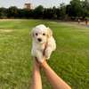 Bichon maltais thumb 7