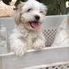 Chiots bichon maltais mâle thumb 4