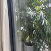 Pots de plantes et plantes thumb 2