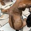 Chiot Rhodesian Ridgeback X malinois thumb 7