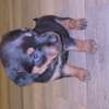 Chiot Rottweiler à vendre thumb 3