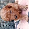 Caniche thumb 9
