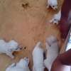 Chiot Bichon disponible thumb 1