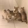 Husky de Siberie thumb 4