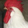 Poulet d’ornement thumb 2