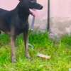 FEMELLE MALINOIS PURE RACE thumb 2