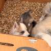 Husky de Siberie thumb 10