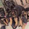 Chiots bergers allemands à vendre thumb 4