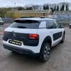 C4 Cactus thumb 11