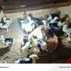 Poussins cochons cailloutés thumb 1