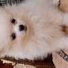 Pomeranien thumb 8
