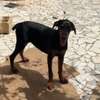 Couple doberman thumb 1